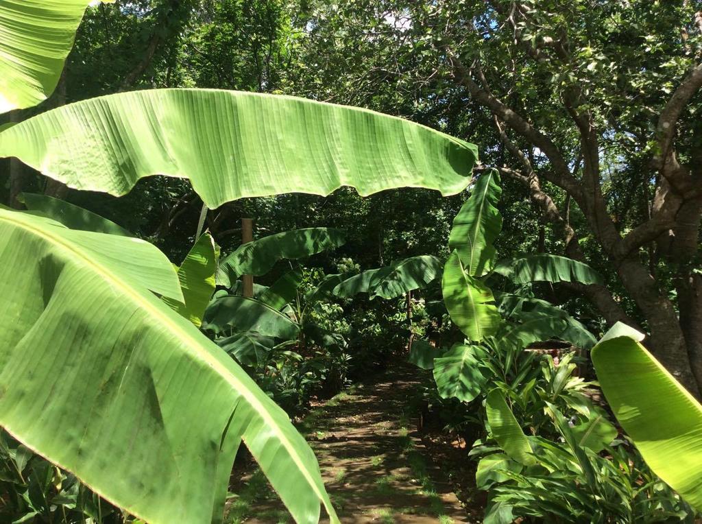 Dreamsea Surf Resort Nicaragua San Juan del Sur Luaran gambar